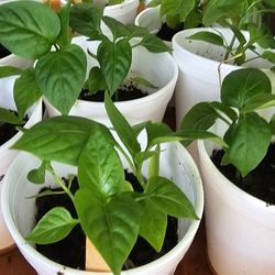 Sweet Pepper Plants 1