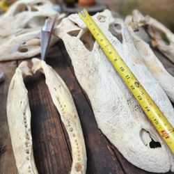 Man Cave Decor/ Gator Skulls