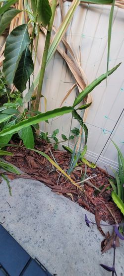 Dragonfruit Plant