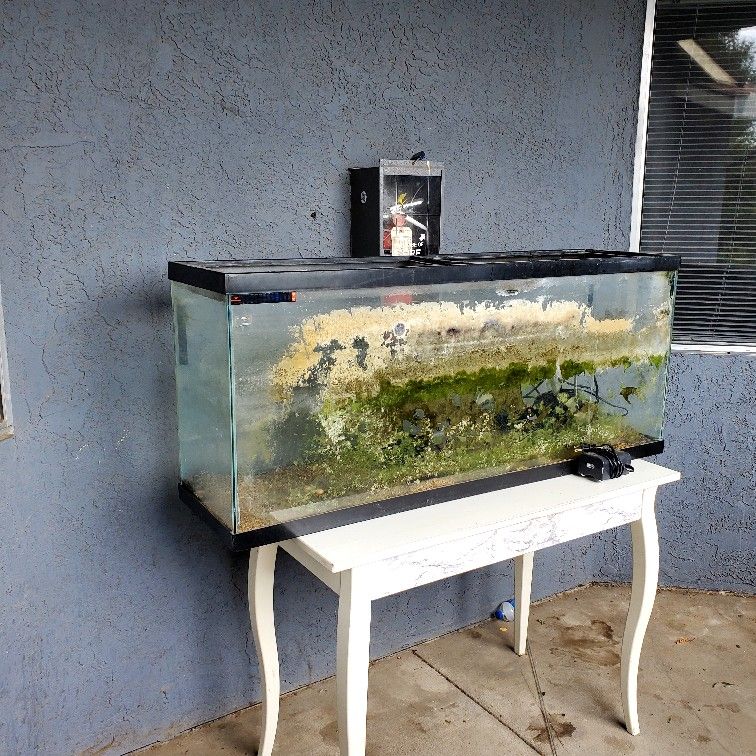 Fish Tanks
