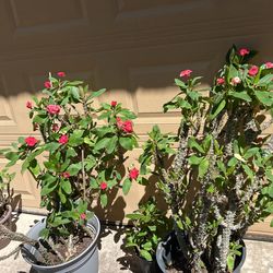 Crowns Of Thorns Prices Vary On Size