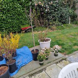 Plants