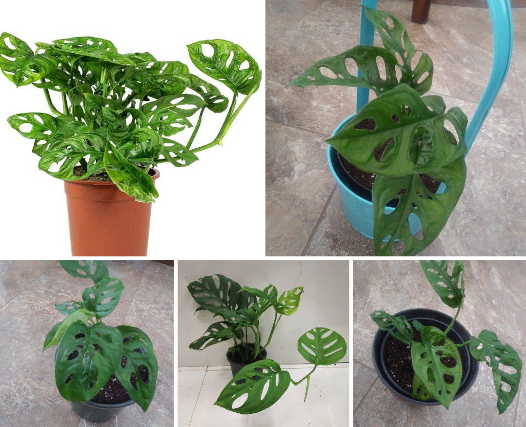 Monstera Swiss house plants$10-12 Each. Large ones are$24-$26 Each pot.