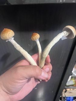 Mushroom spores
