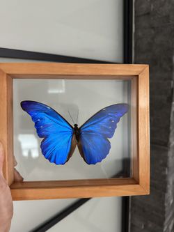 Blue Morpho Butterfly Frame (b4)