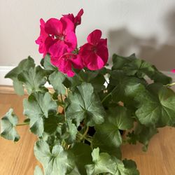 I'll trade a begonia, pink or red pelargonium for a ZZ plant. I'm located in Quincy.