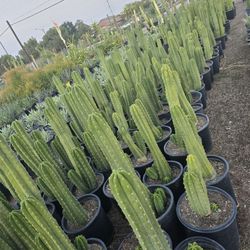 San Pedro Cactus 