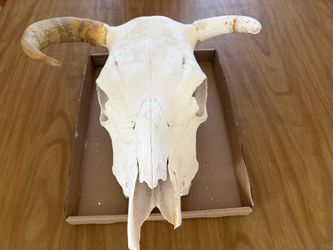 Longhorn Steer Skull SW Decor