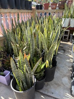 Snake Plants In Pot