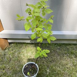 Well-established Hardy Raspberry Plants Will Produce Berries This Year.
