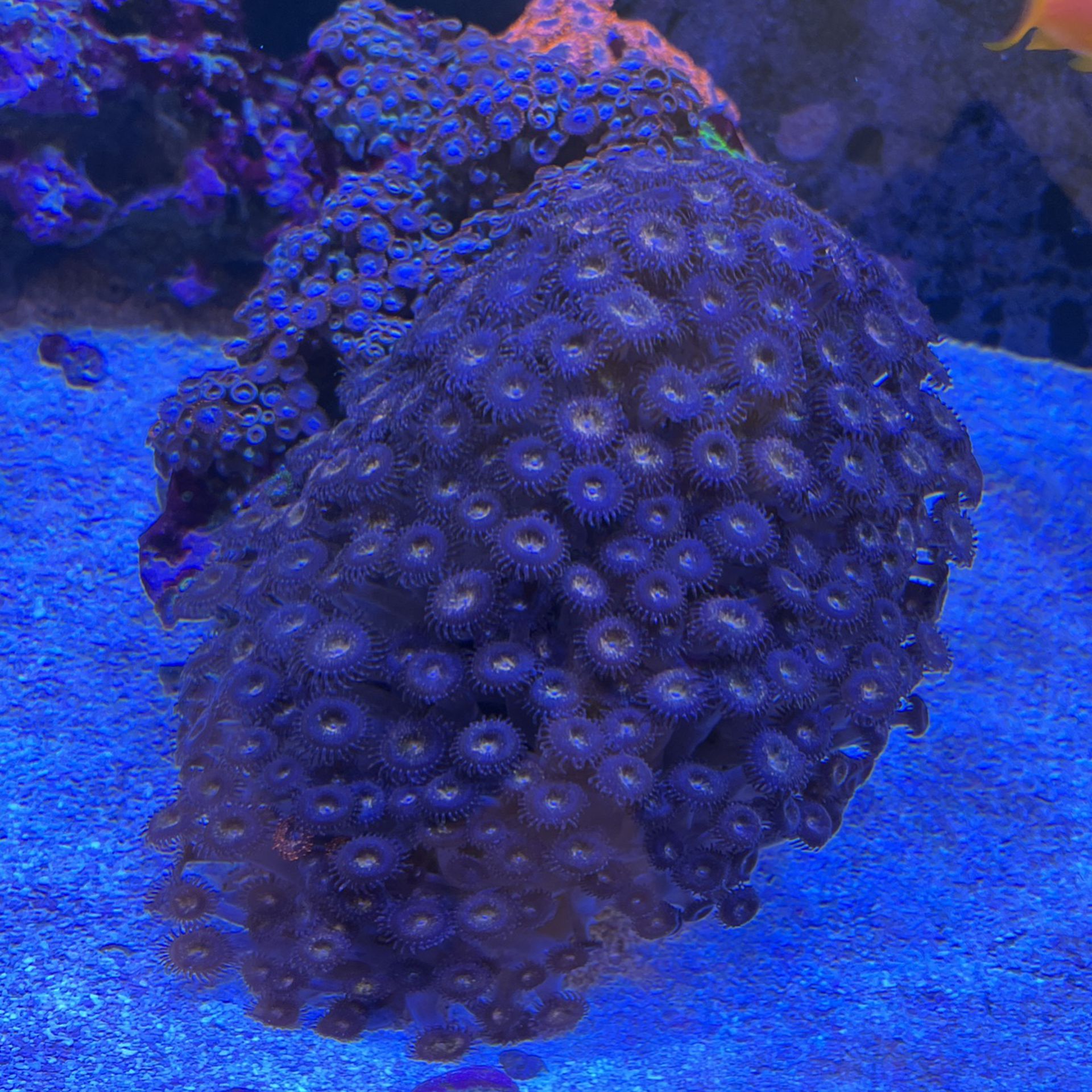 Zoa Rock , Covered In Pandora And Utter Chaos , Fire And Ice And More 