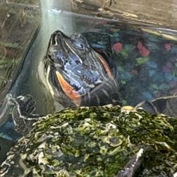 Free Turtle  With Tank . You Pick Up. 