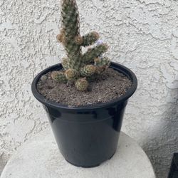 1.5 Gallon Pot Cactus Plant- Mammillaria Elongata Copper King - Golden Star Cactus - Live Cacti - Rooted & Established - Drought Resistant - 🌵