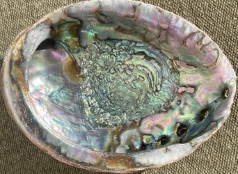 100% Natural Abalone shell, 6 inch long
