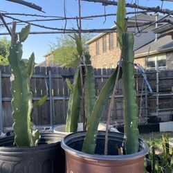 Red Dragonfruit Plants