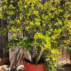 Jade Plant 5 Feet Tall