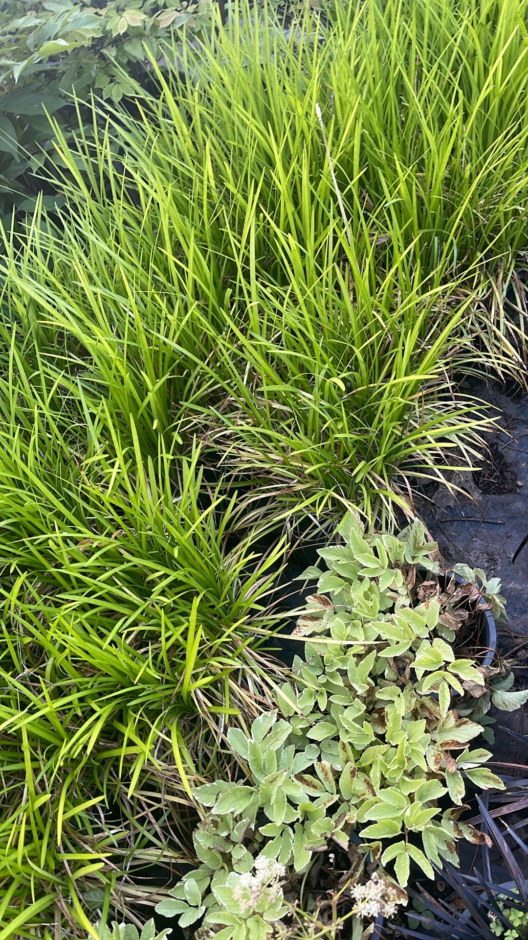 Grasses Plant For Sale