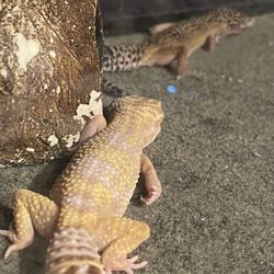 2geckos & 50g Tank 