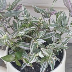 Tradescantia Fluminensis Lavender Plant 🌿 