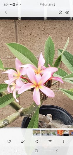 Plumeria