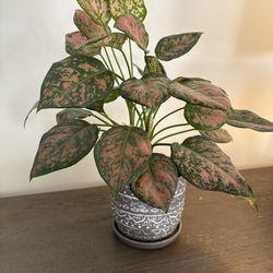 Calathea for Sale – Air-Purifying & Non-Toxic – Local Pickup Only