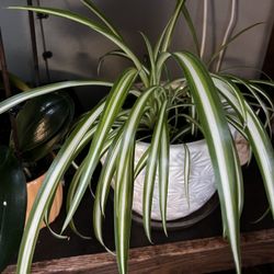 Spider Plant