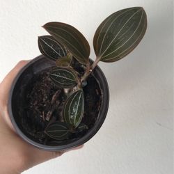 Beautiful Plant