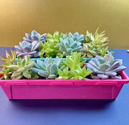 Succulent Collection(s). Sammamish, Beaver Lake 