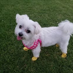 Dog Leash & Harness Jacket XS