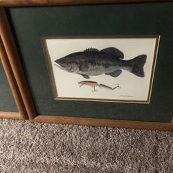 Fish Pictures 