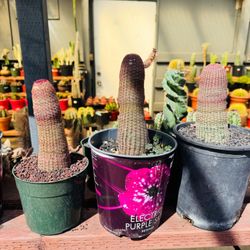 Rainbow Cactus Each $55