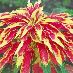 Annual flower Mixed 100 Seeds For spring Garden