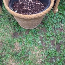 Large Planter With Soil Good Condition $8.00