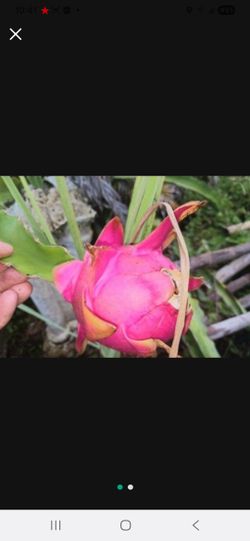 Dragon Fruit Cuttings Tropical Fruit 