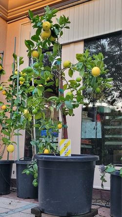 Lemon Tree In 20 Gallon Container