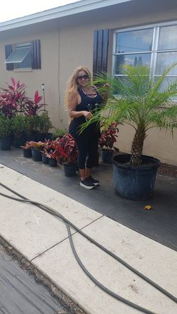 Pygmy date palm aprox 4 Feet tall