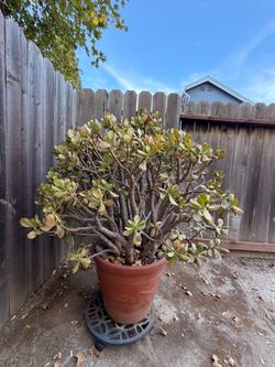 Large outdoor plant