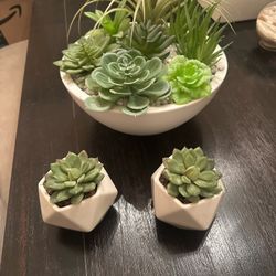 Plants/ Home Decor