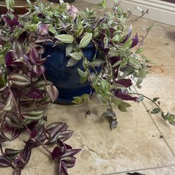 Wandering Jehw - Multiple Variety In Each Pot