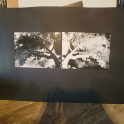 Matted Bonsai Tree Art