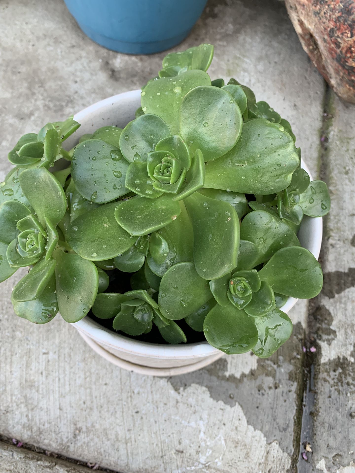 Succulent In Pot