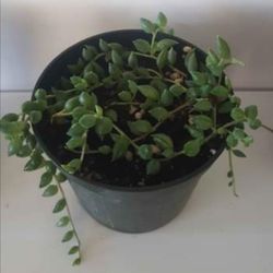 String Of Tear Drops Succulent Plant