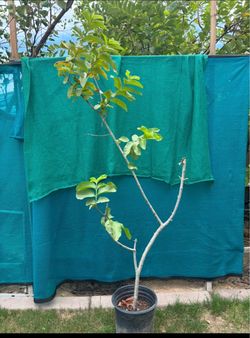 Big guava tree
