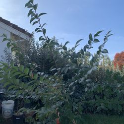 Big 10 Foot Privet Tree 5 Gallon Nursery Pot Live Plant Great for Shade or Privacy