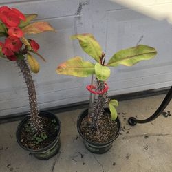 CROWN OF THE THORNS PLANTS FULLY ROOTED 