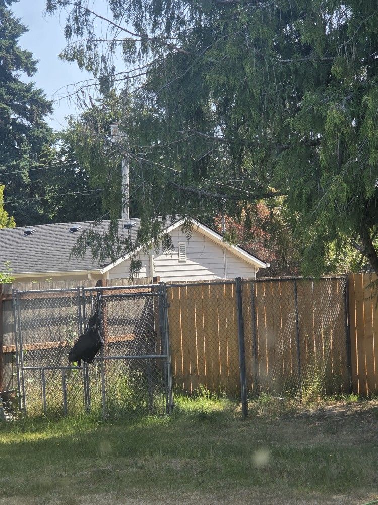 Chainlink Dog Kennel