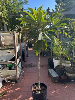 Beautiful loquat trees