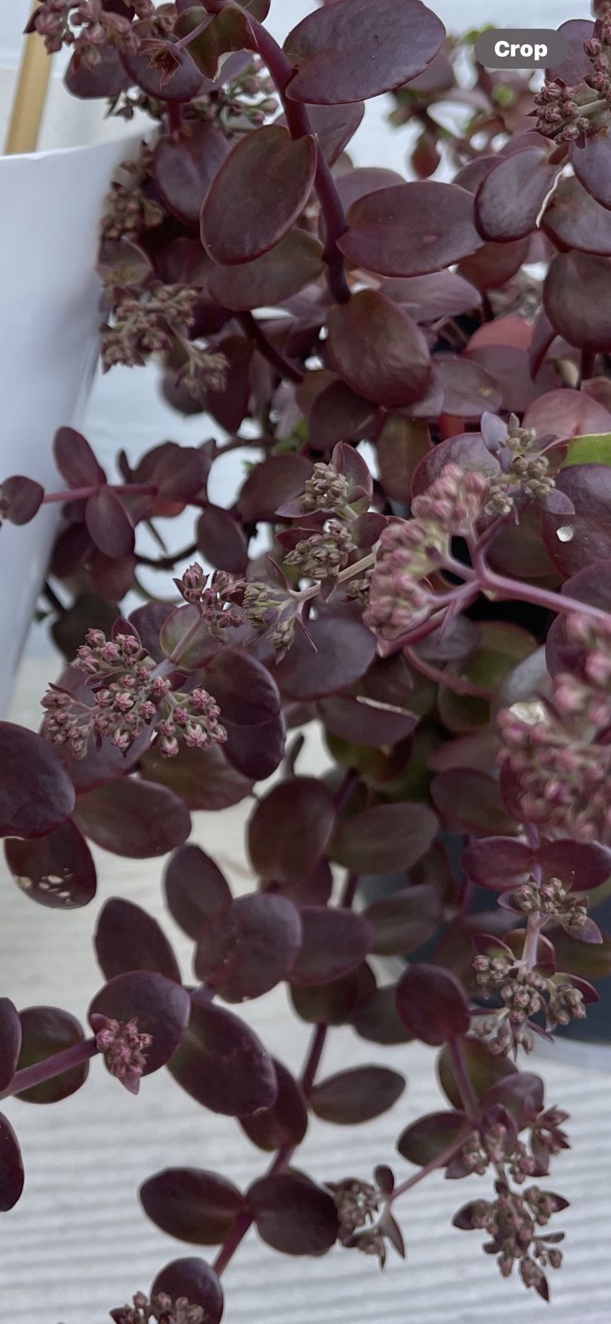 Red Sedum Perennial Succulent. See Description.