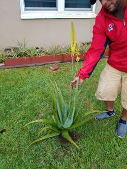 11 pounds Organic Aloe big and healty