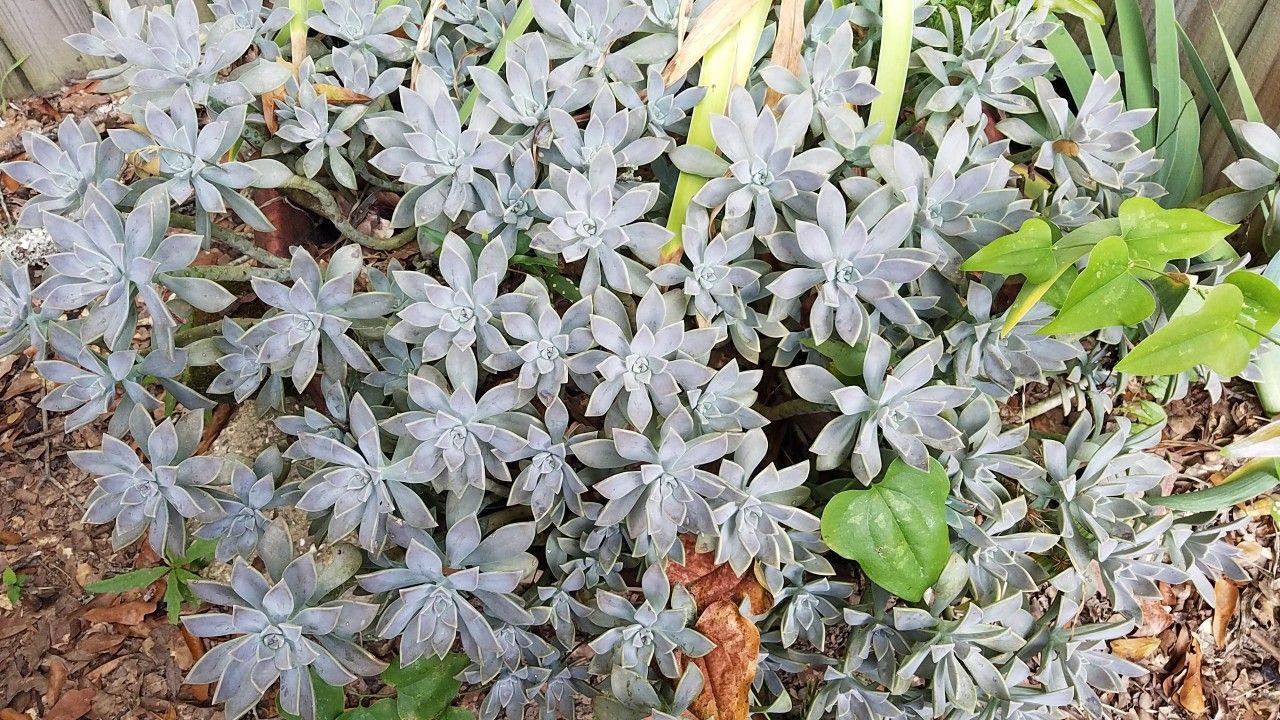 Ghost plant succulent